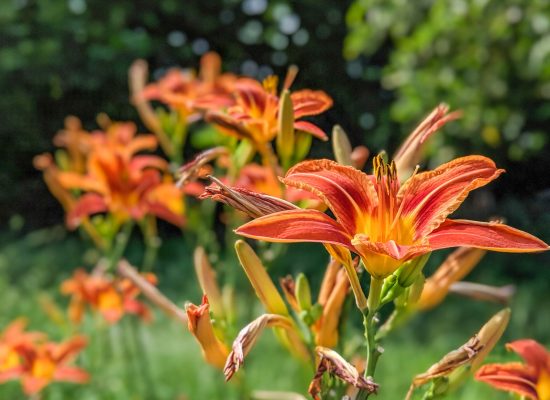 orange flower in tilt shift lens