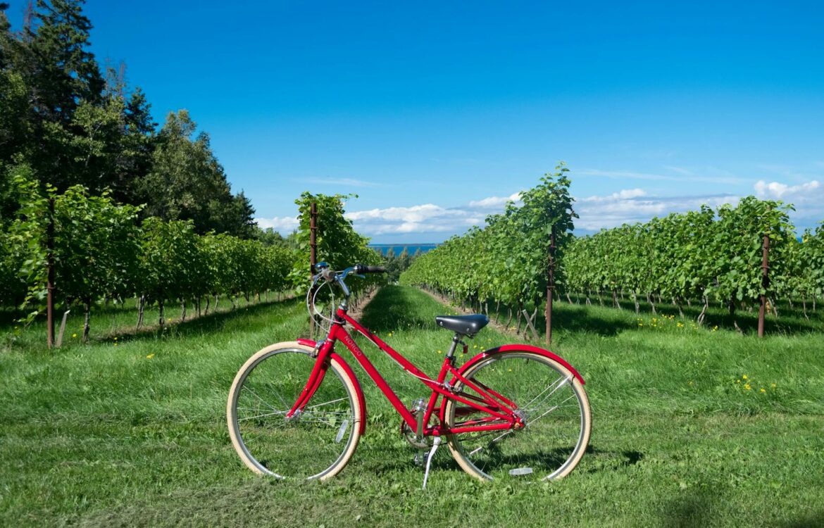 un vélo dans les vignes